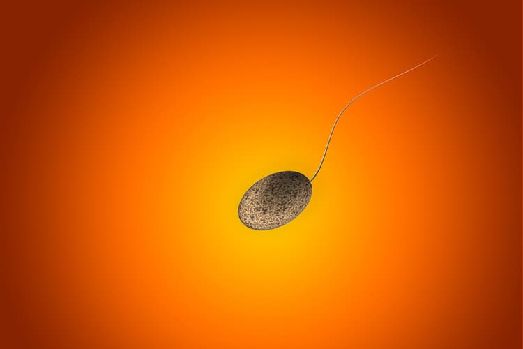 Spermidin und seine Wirkung